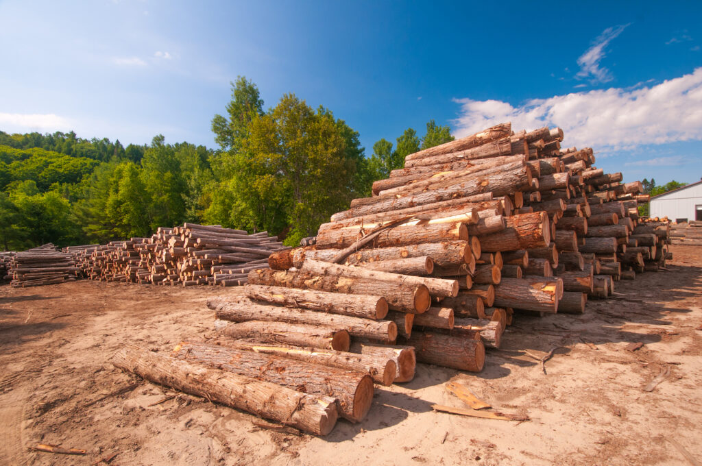 Produkcja drewna i utrzymanie lasu. Jakie maszyny w tym pomogą